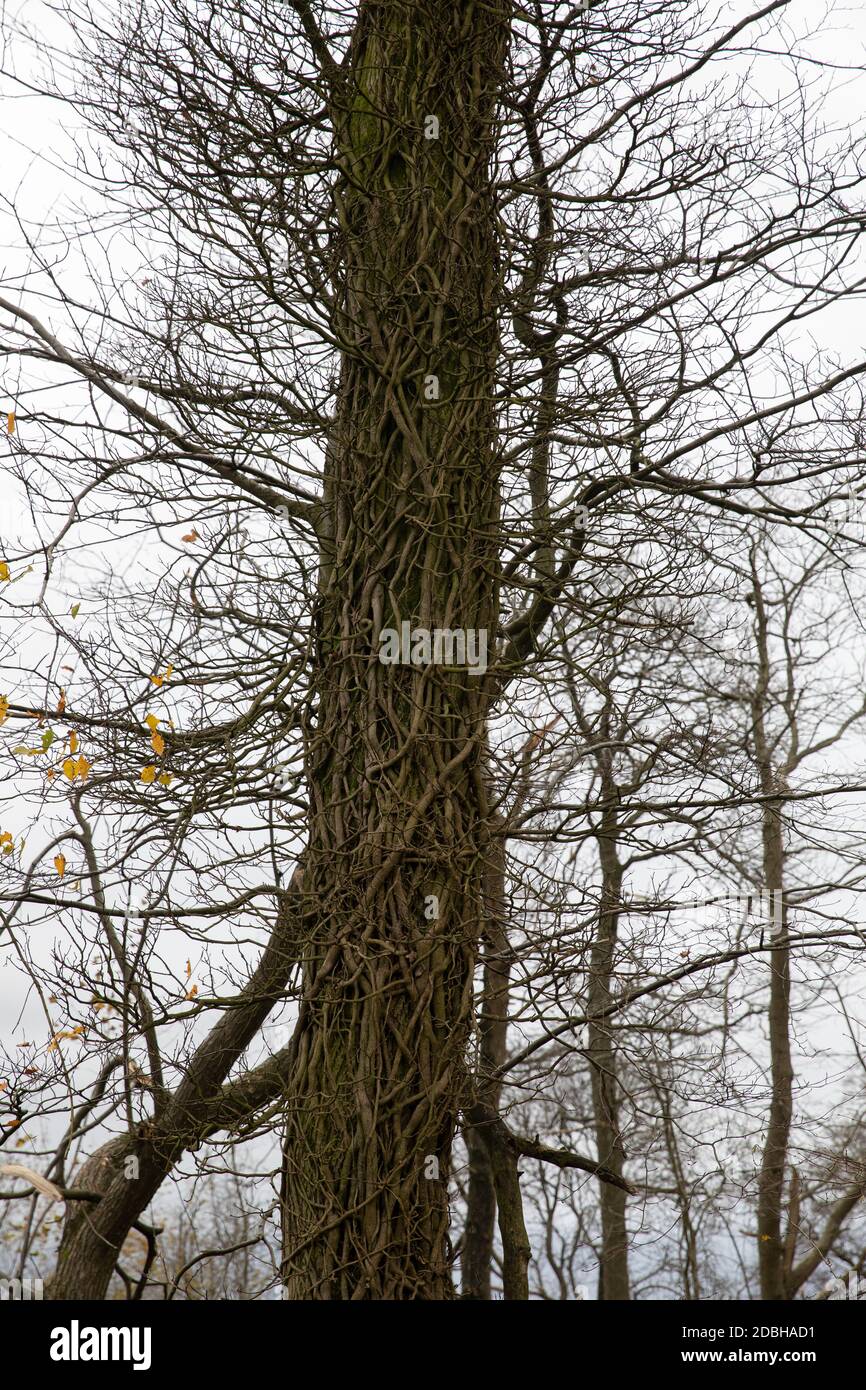 Titsey,Surrey,UK,17th November 2020,Deforestation takes place on White Lane,Titsey in Surrey. Ash trees are being felled due to disease making them unsafe and unstable.  The trees will all be replaced with new saplings as the loss of trees and other vegetation can cause climate change, desertification, soil erosion, fewer crops, flooding, increased greenhouse gases in the atmosphere.Credit: Keith Larby/Alamy Live News Stock Photo