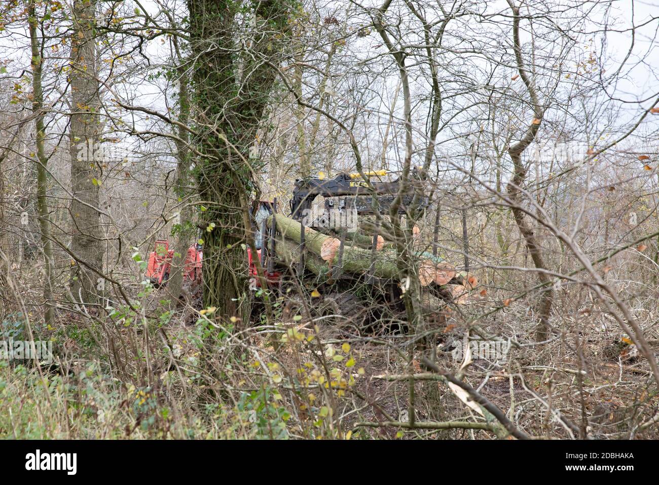 Titsey,Surrey,UK,17th November 2020,Deforestation takes place on White Lane,Titsey in Surrey. Ash trees are being felled due to disease making them unsafe and unstable.  The trees will all be replaced with new saplings as the loss of trees and other vegetation can cause climate change, desertification, soil erosion, fewer crops, flooding, increased greenhouse gases in the atmosphere.Credit: Keith Larby/Alamy Live News Stock Photo