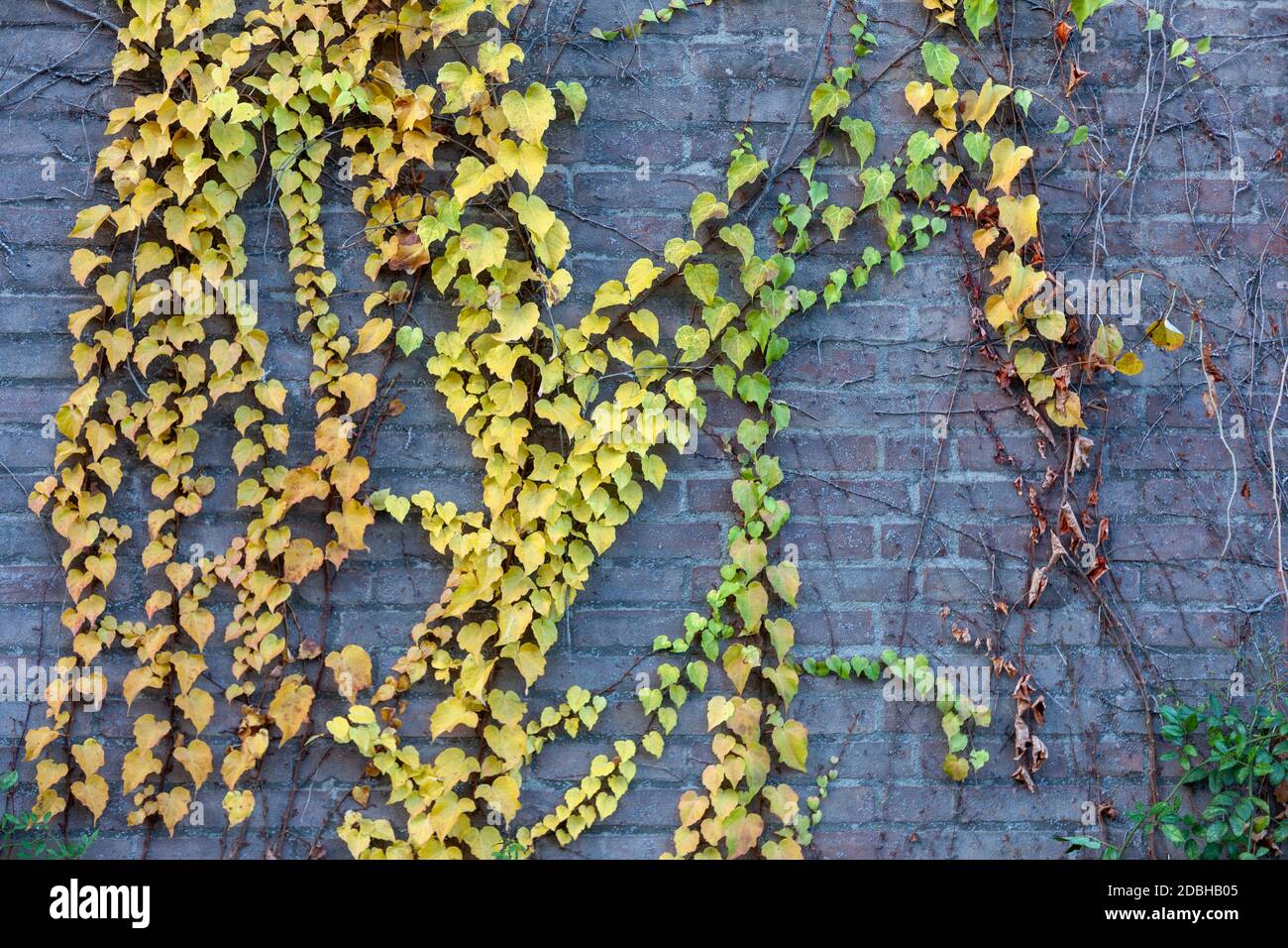 Green yellow wall plants, eco friendly vertical garden - Image Stock ...