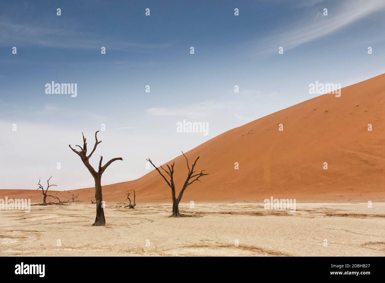 Deadvlei is a white clay pan located near the more famous salt pan of Sossusvlei, inside the Namib-Naukluft Park in Namibia. Also written DeadVlei or Stock Photo
