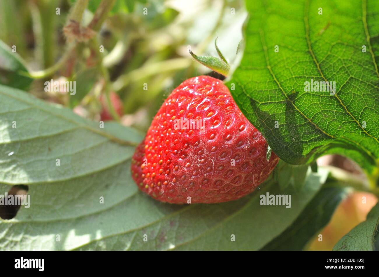 Strawberry Fruit Plant High Resolution Stock Photography and Images - Alamy