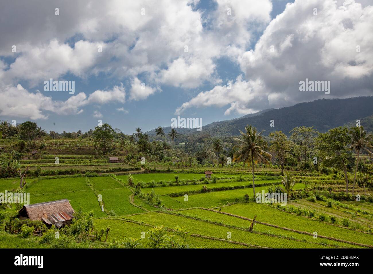 Bali Rice Terraces The Beautiful And Dramatic Rice Fields Of Jatiluwih In Southeast Bali Stock Photo Alamy