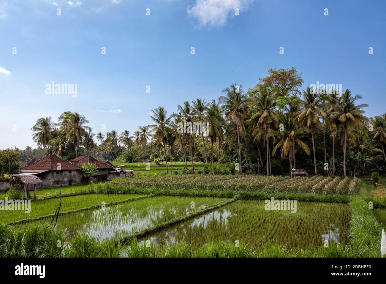 Beautiful Rice Ranches beautiful landscape view of rice terraces and house Stock Photo - Alamy