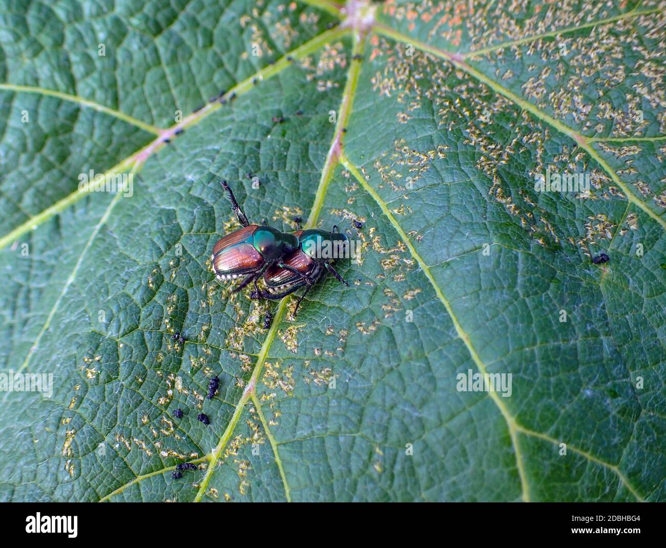 Two japanese beetles decide to mate on top of a grape leaf found in Missouri. The macro photo focuses on the two insects and features a bokeh effect t Stock Photo