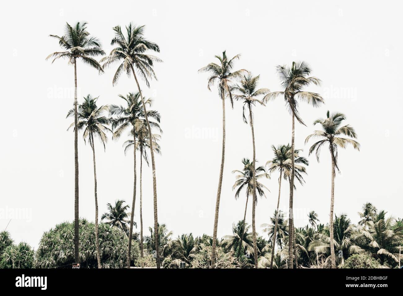 Tropical palm tree against the sky. Summer vacation and nature travel