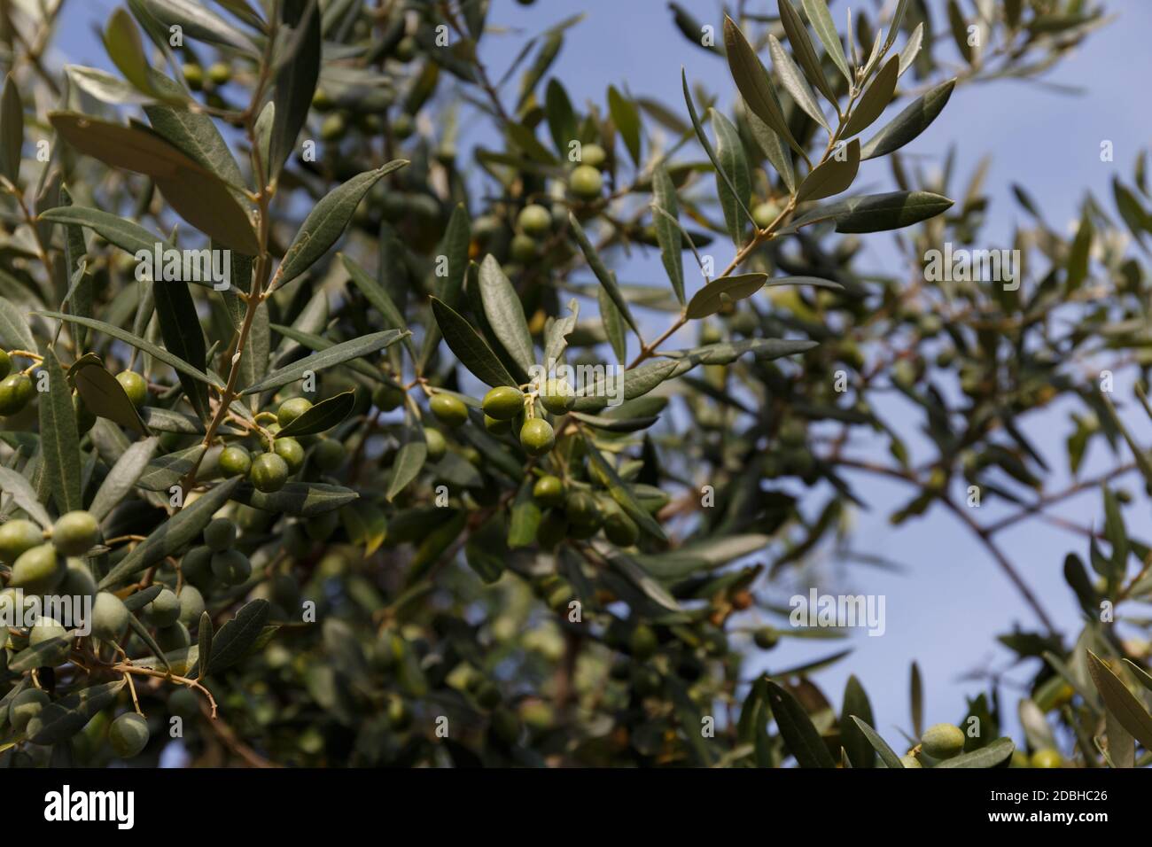 Olive tree full of olives, Apulia, Italy Stock Photo Alamy
