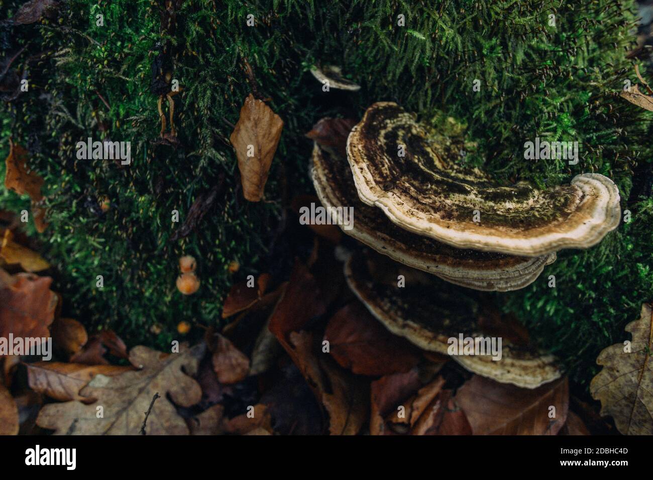 Forest stands hires stock photography and images Alamy