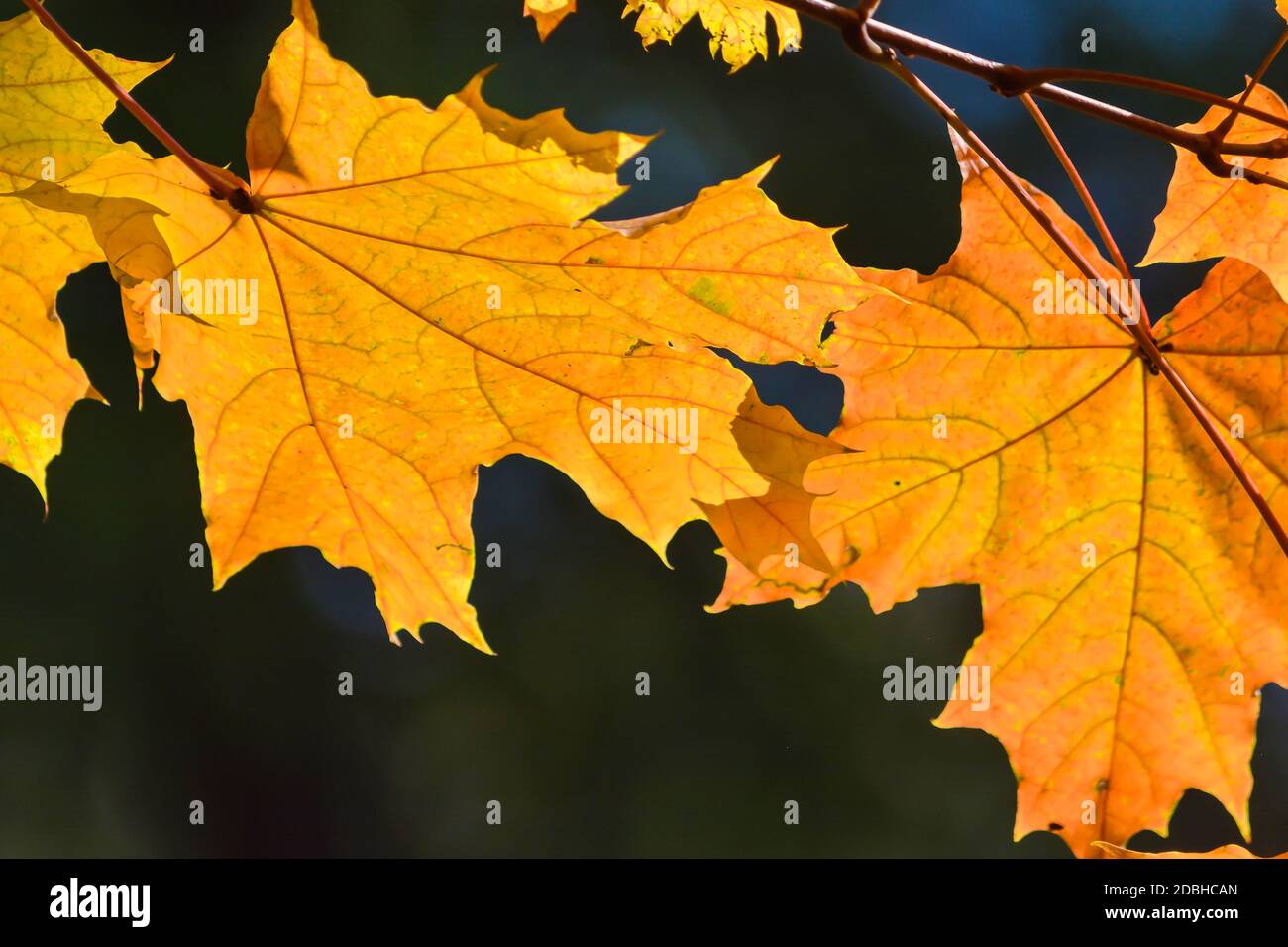 Autumn maple leaves. October is the time of falling leaves Stock Photo