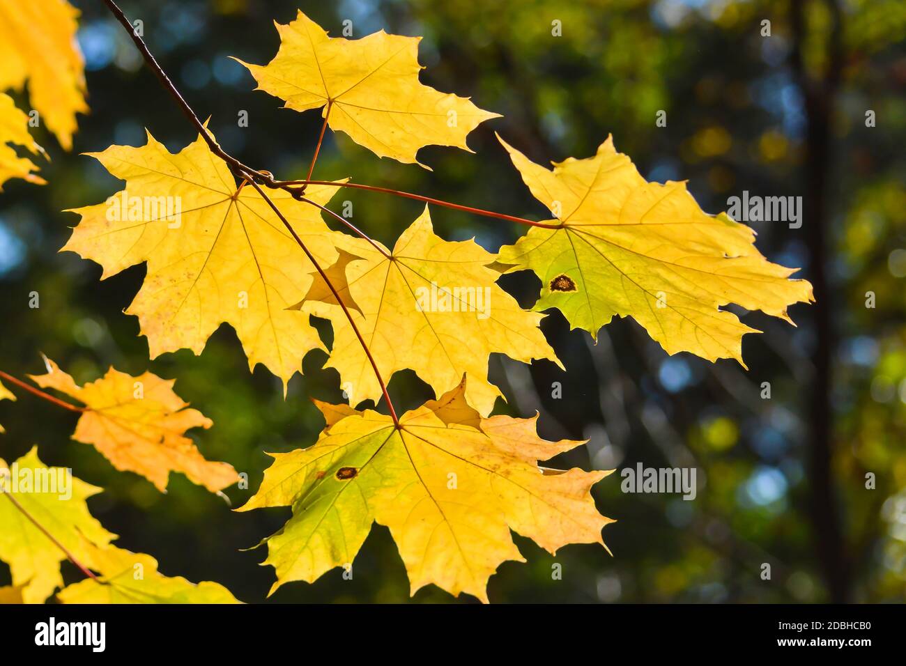 Autumn maple leaves. October is the time of falling leaves Stock Photo
