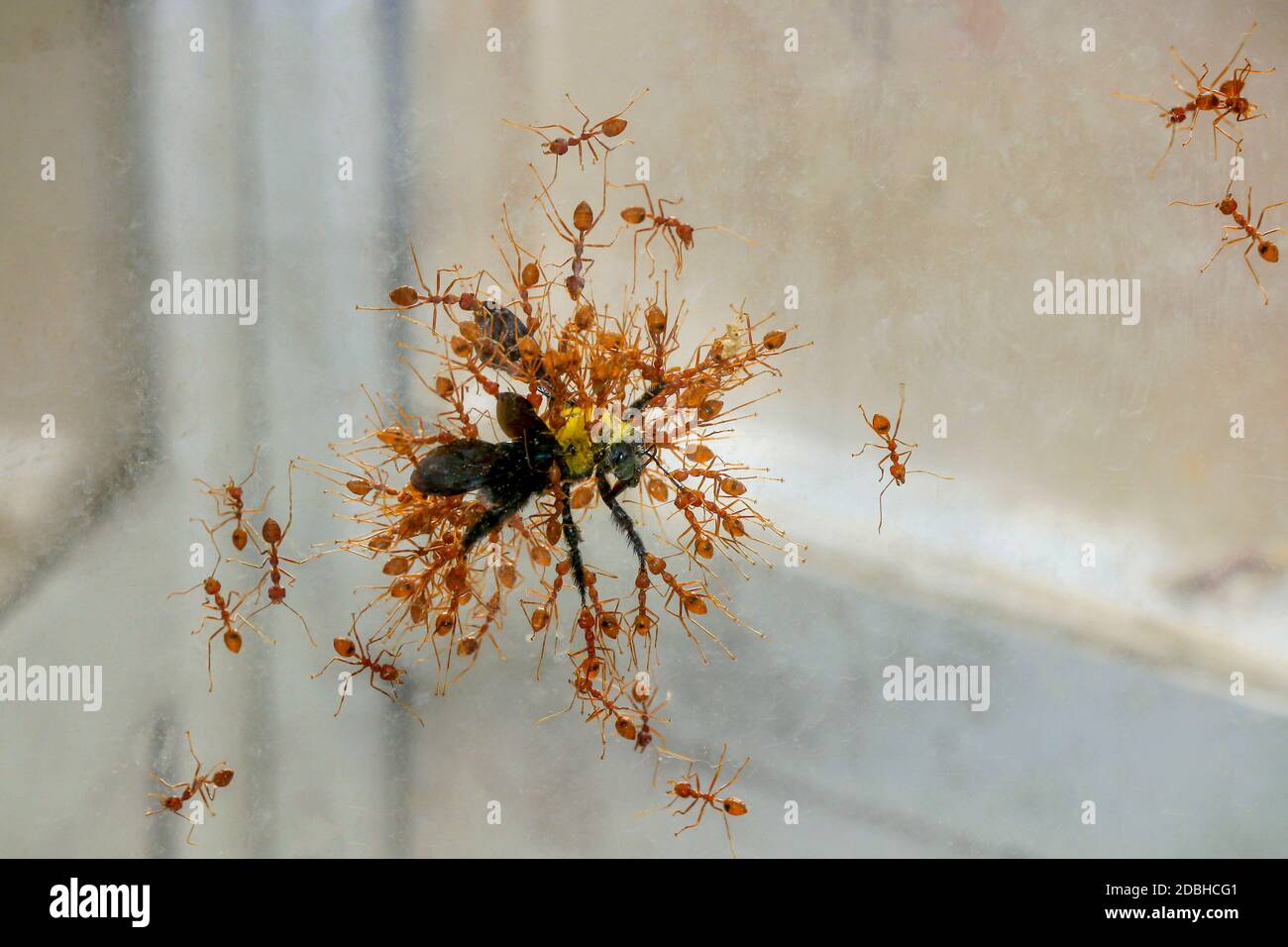 Ants eating grasshopper hi-res stock photography and images - Alamy