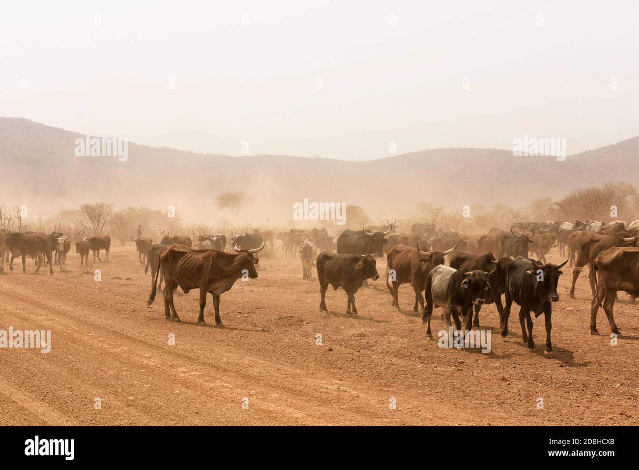 Cattle Farming Namibia High Resolution Stock Photography and Images Alamy