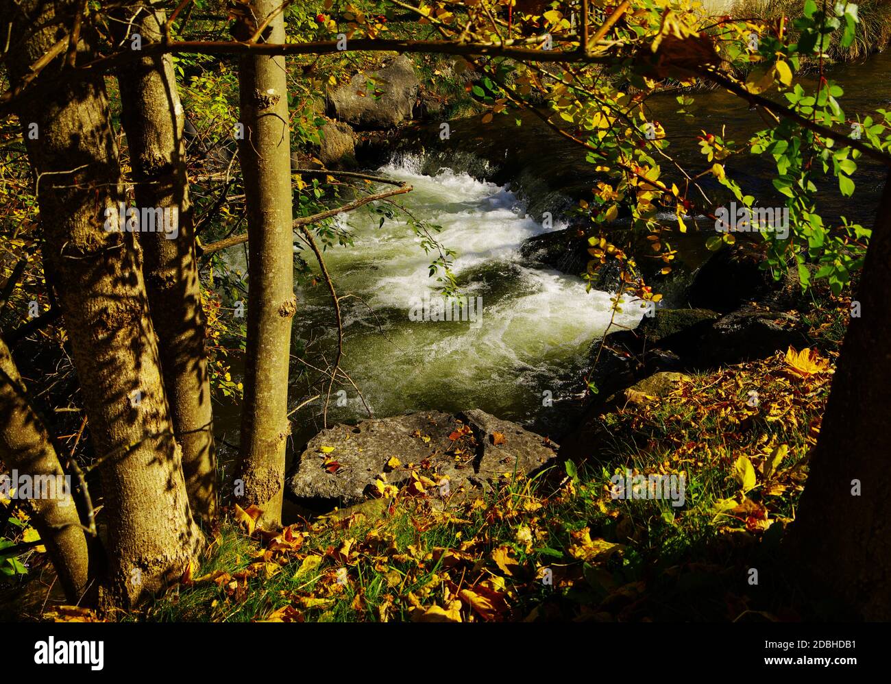 Rustling brook brook with autumn leaves and trees on the bank Stock Photo