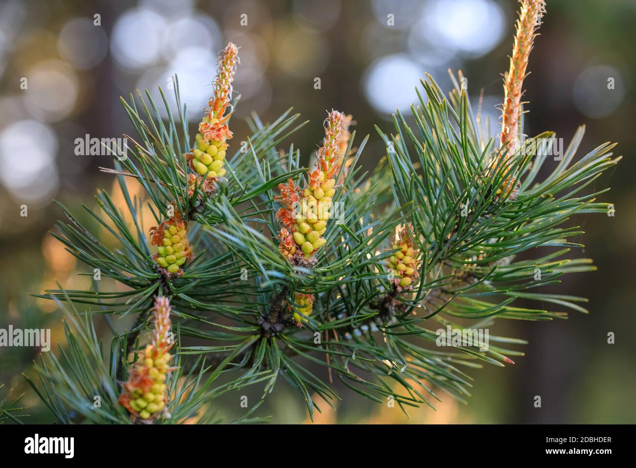 Blooming pine tree closeup with focus in the foreground. How the pine blossoms. Flowering coniferous trees. Stock Photo