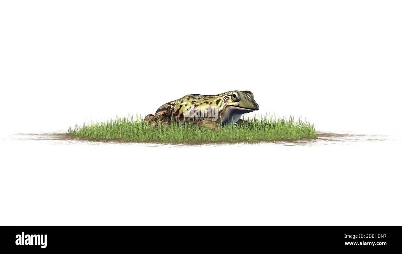 Frog seated in the green grass - isolated on white background Stock Photo