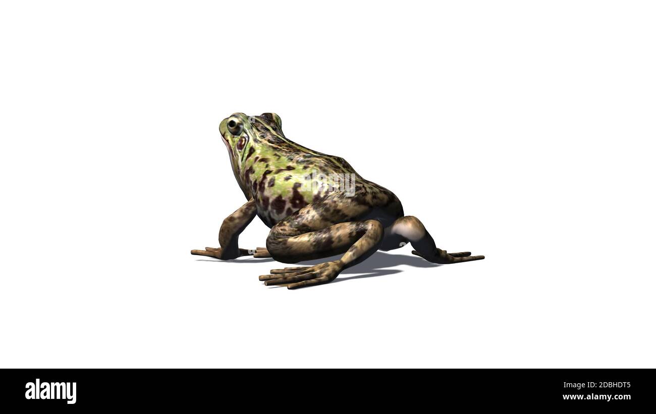 Frog seated - view from back - isolated on white background Stock Photo