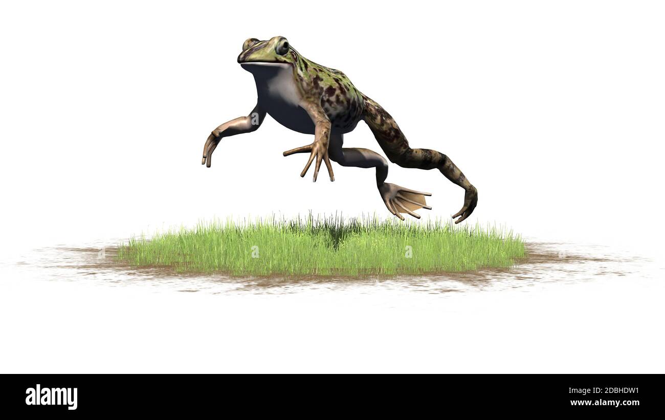 Frog jumps over a green area - isolated on white background Stock Photo