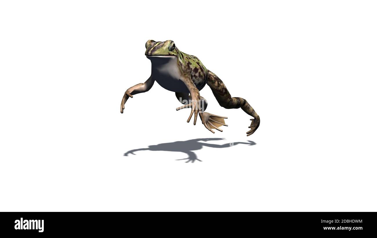 Frog jumps with shadow on the floor - isolated on white background Stock Photo