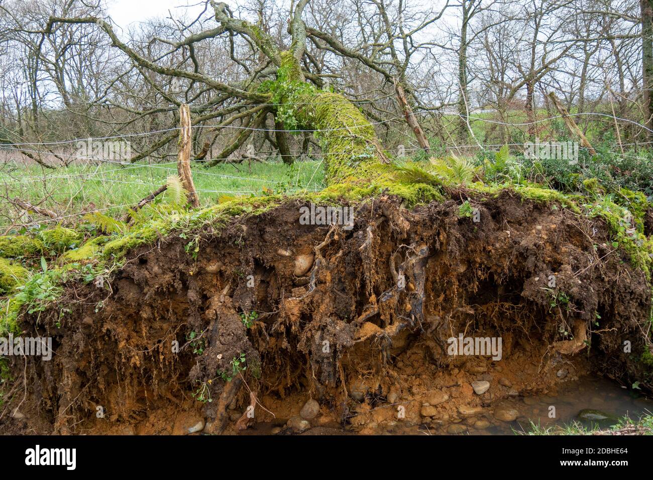The root of a tree uprooted by the wind Stock Photo - Alamy