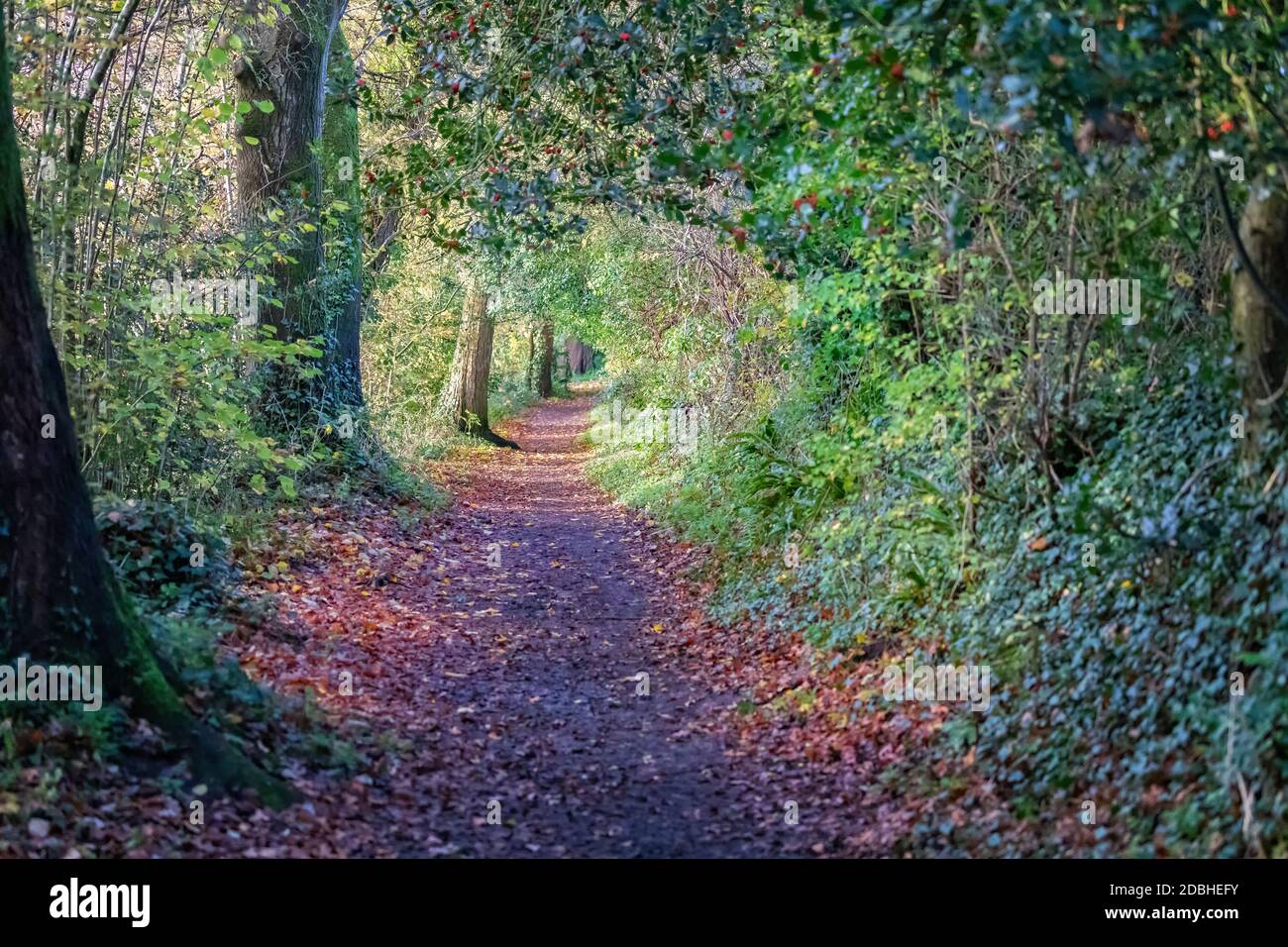 Footpath through a beautiful autumnal glade of golden colours Stock Photo