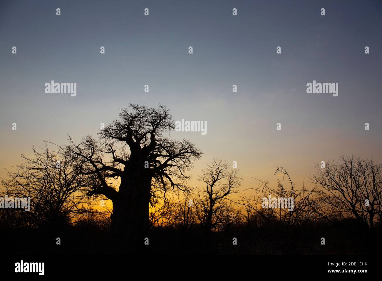 Baobab tree in Botswana at sunrise, Southern Africa Stock Photo
