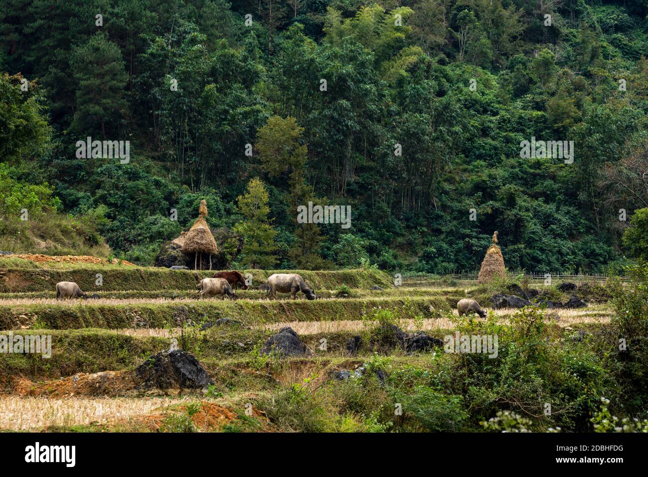 Agriculture and Farmland in the north of Vietnam Stock Photo Alamy
