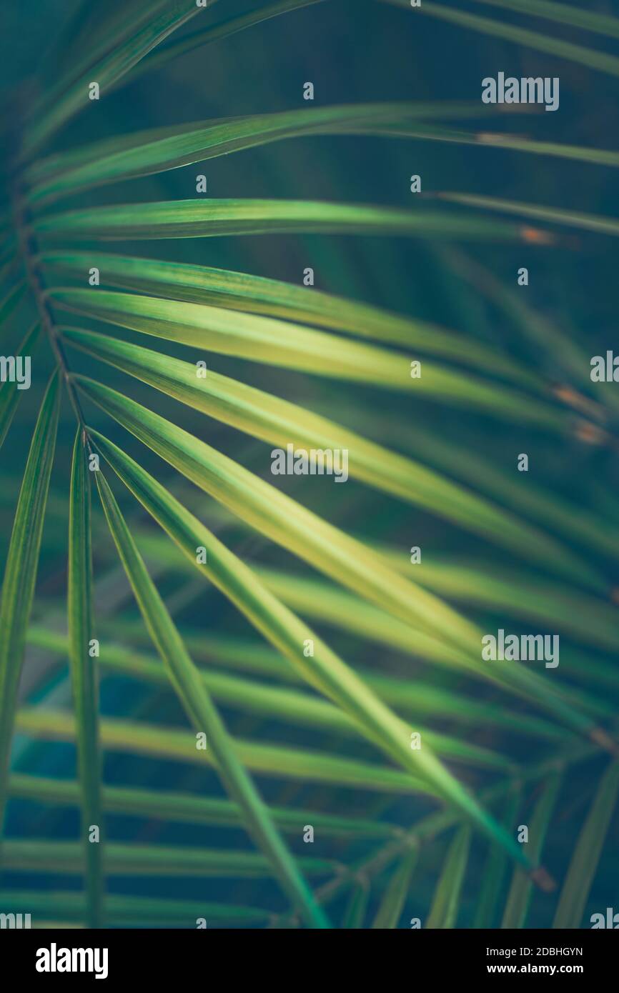 Tropical Green Background. Abstract Natural Palm Leaves. Beautiful Exotic Island Plants. Vintage Muted Colors. Stock Photo
