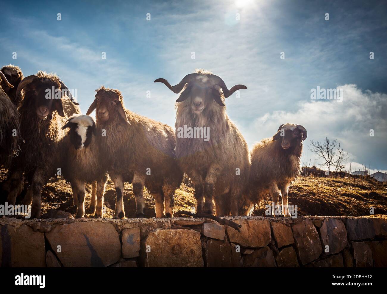 Countryside Farm. A Herd of Sheep and Rams. Domestic animals Grazing on ...