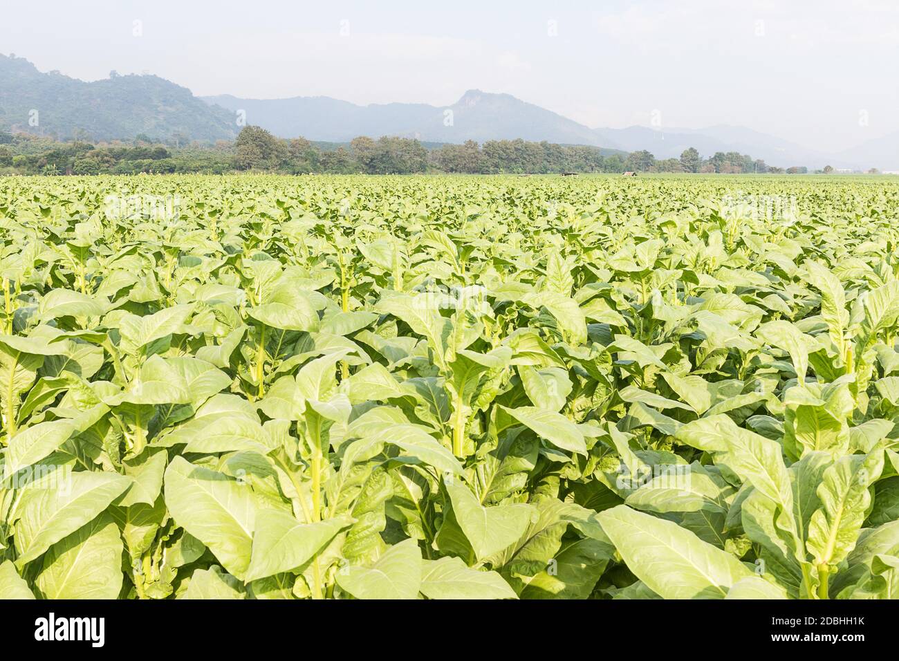 Field Nicotiana tabacum, the Common tobacco is an annuallygrowing