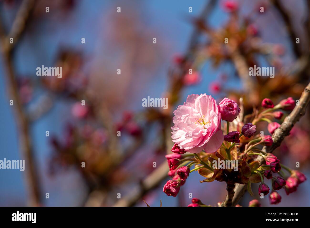 First ornamental cherry blossom Stock Photo