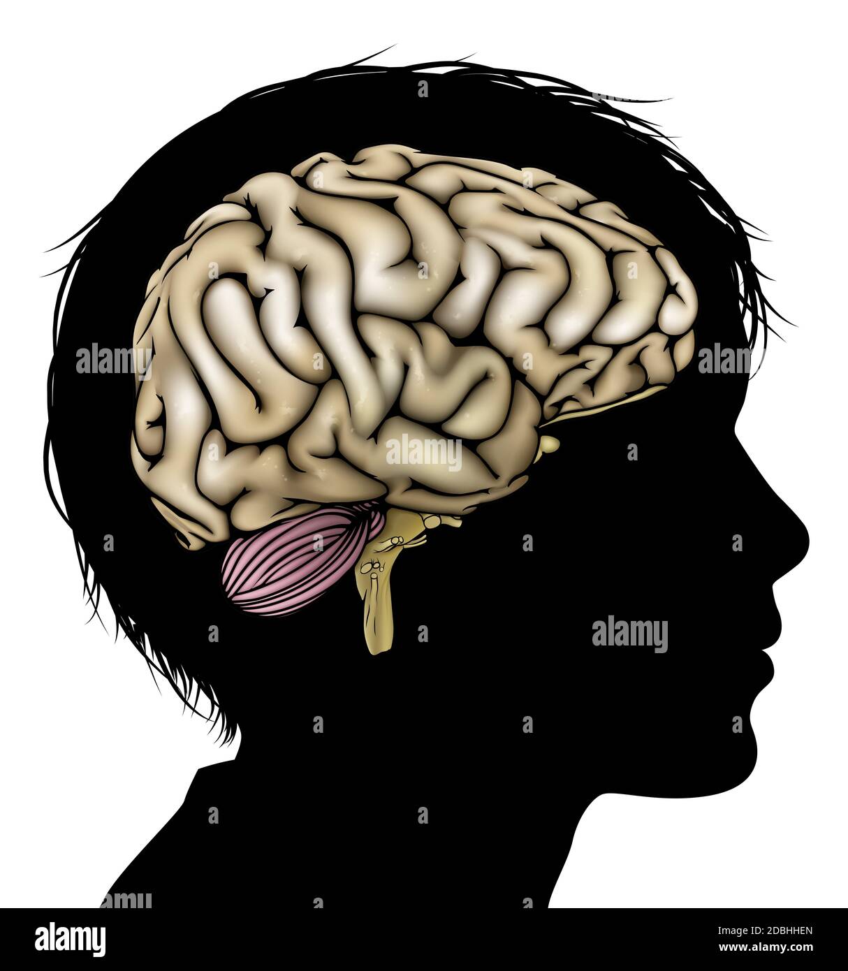 A childs head in silhouette with brain. Concept for child mental, psychological development, brain development, learning and education or other medica Stock Photo