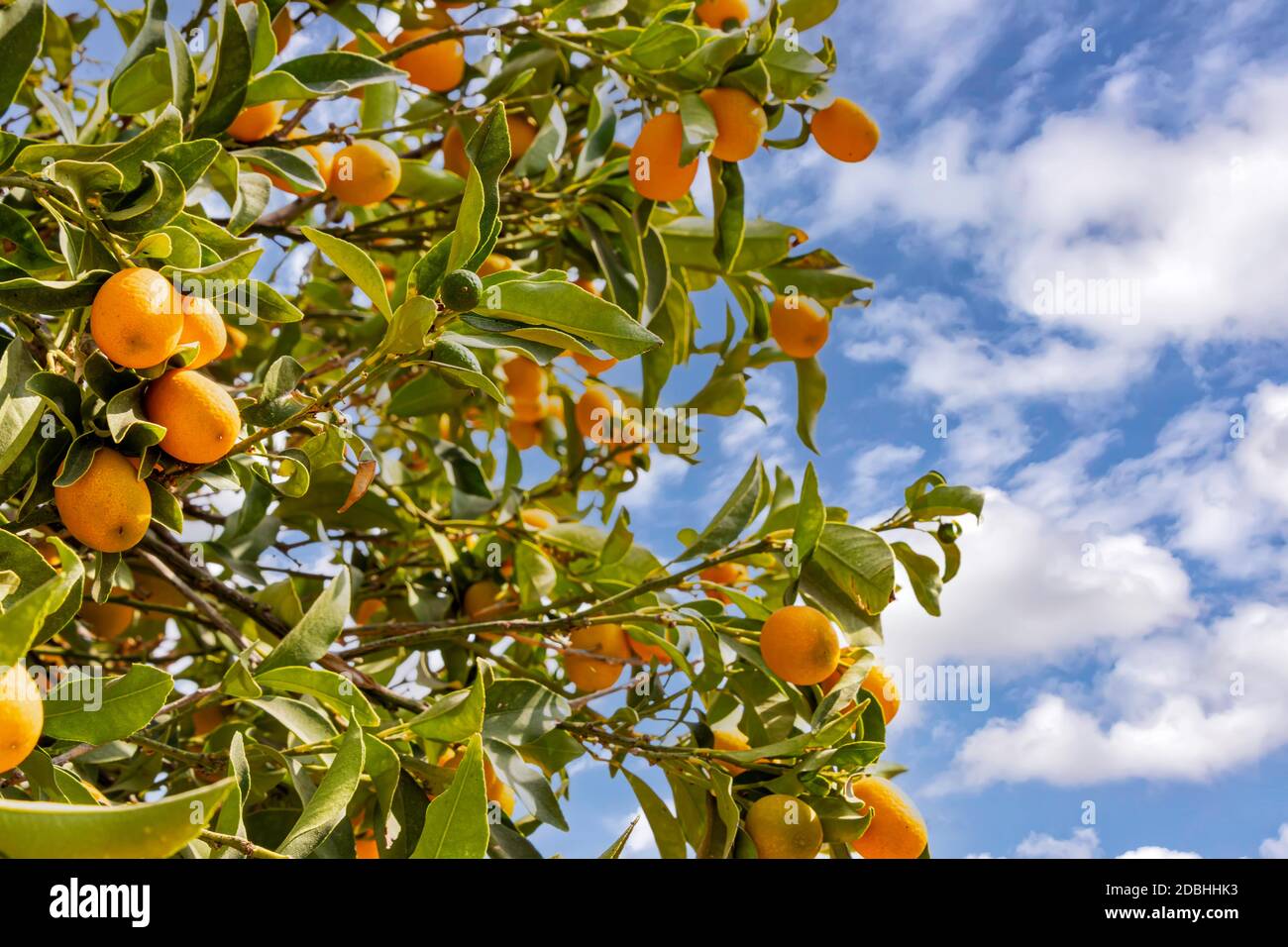 Kumquat Tree High Resolution Stock Photography And Images Alamy