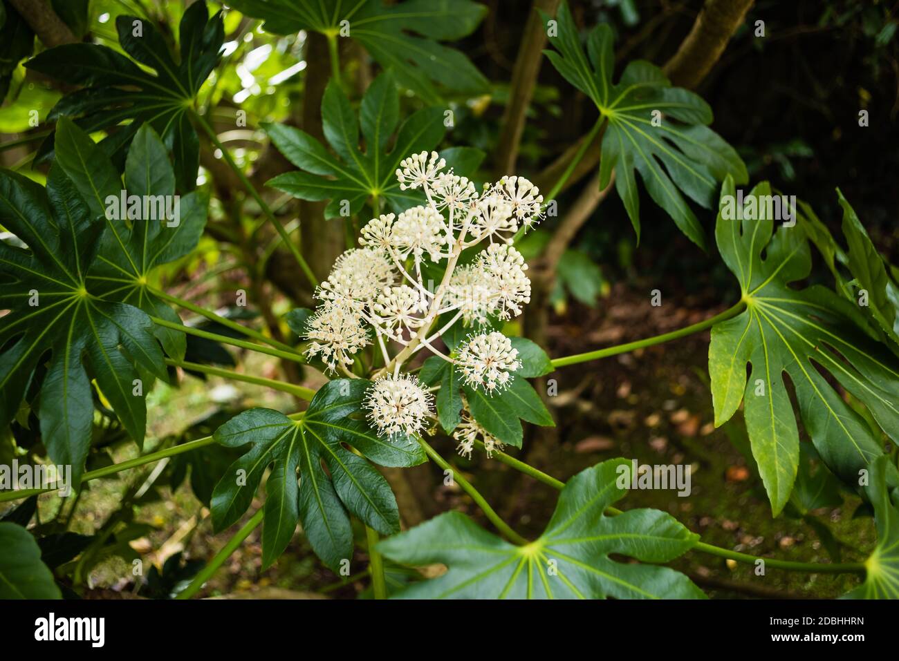 Fatsia Araliaceae growing in a private garden. Stock Photo