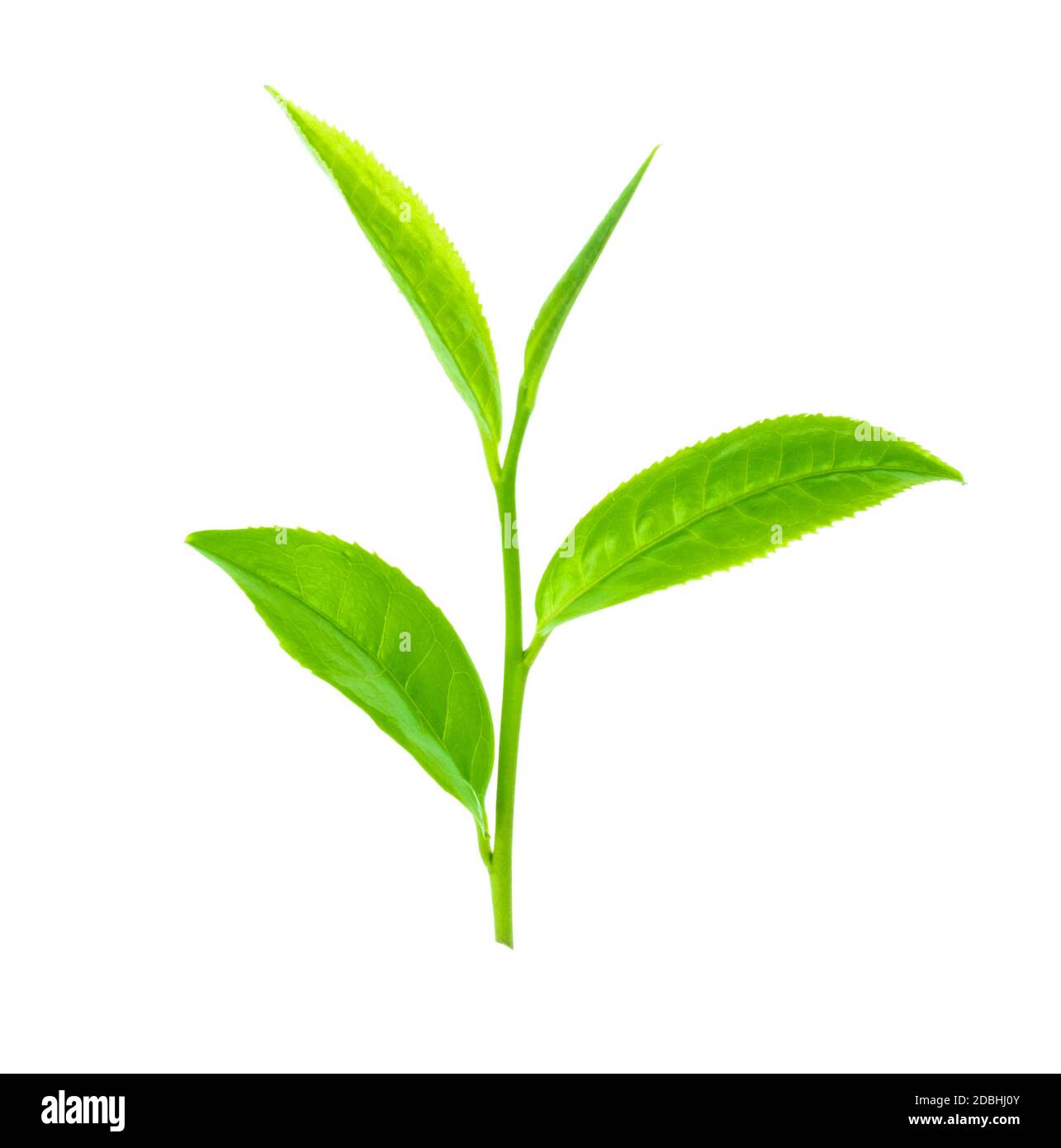 green tea leaf isolated on white background Stock Photo - Alamy