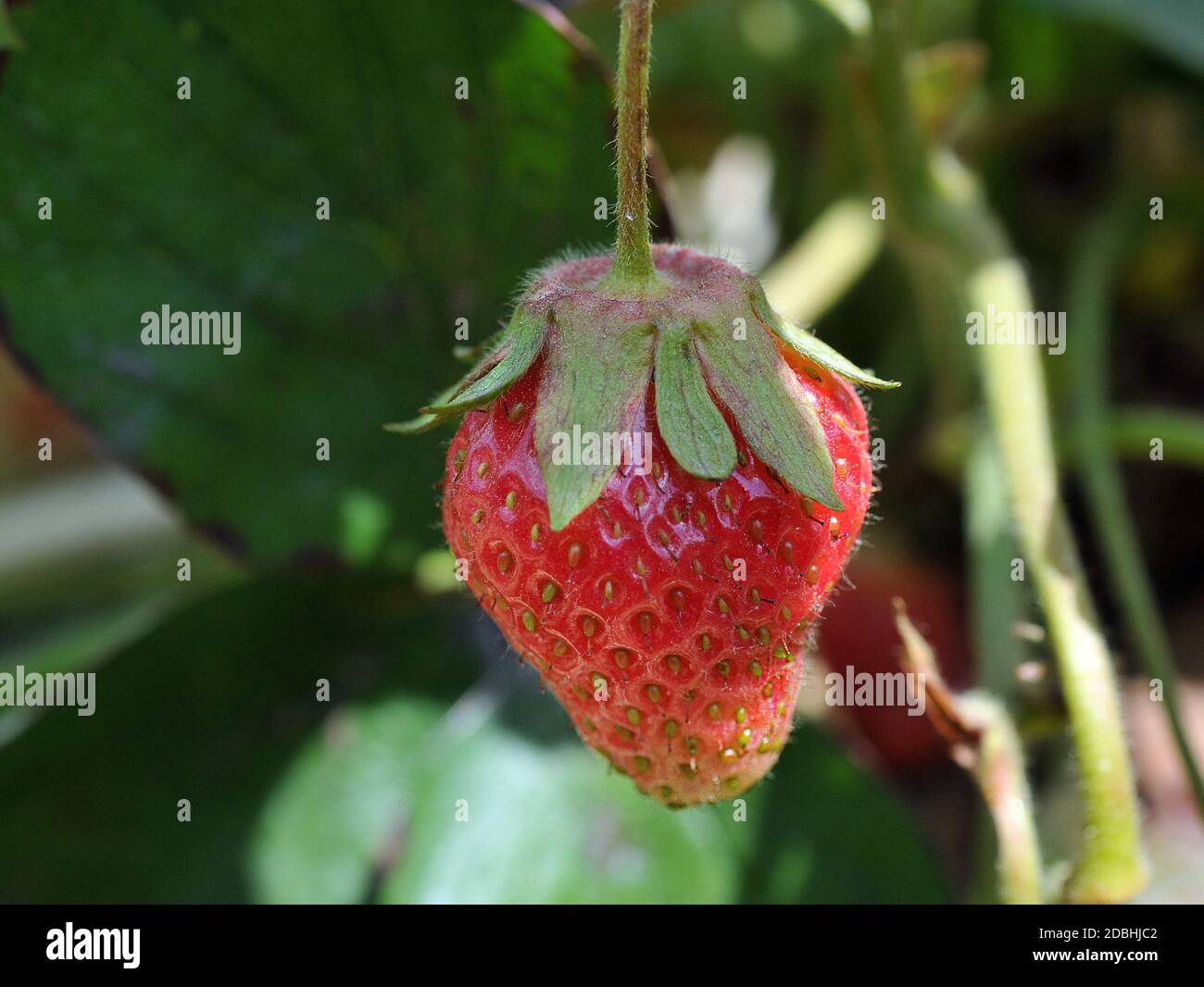 Strawberry fruit plant hi-res stock photography and images - Alamy