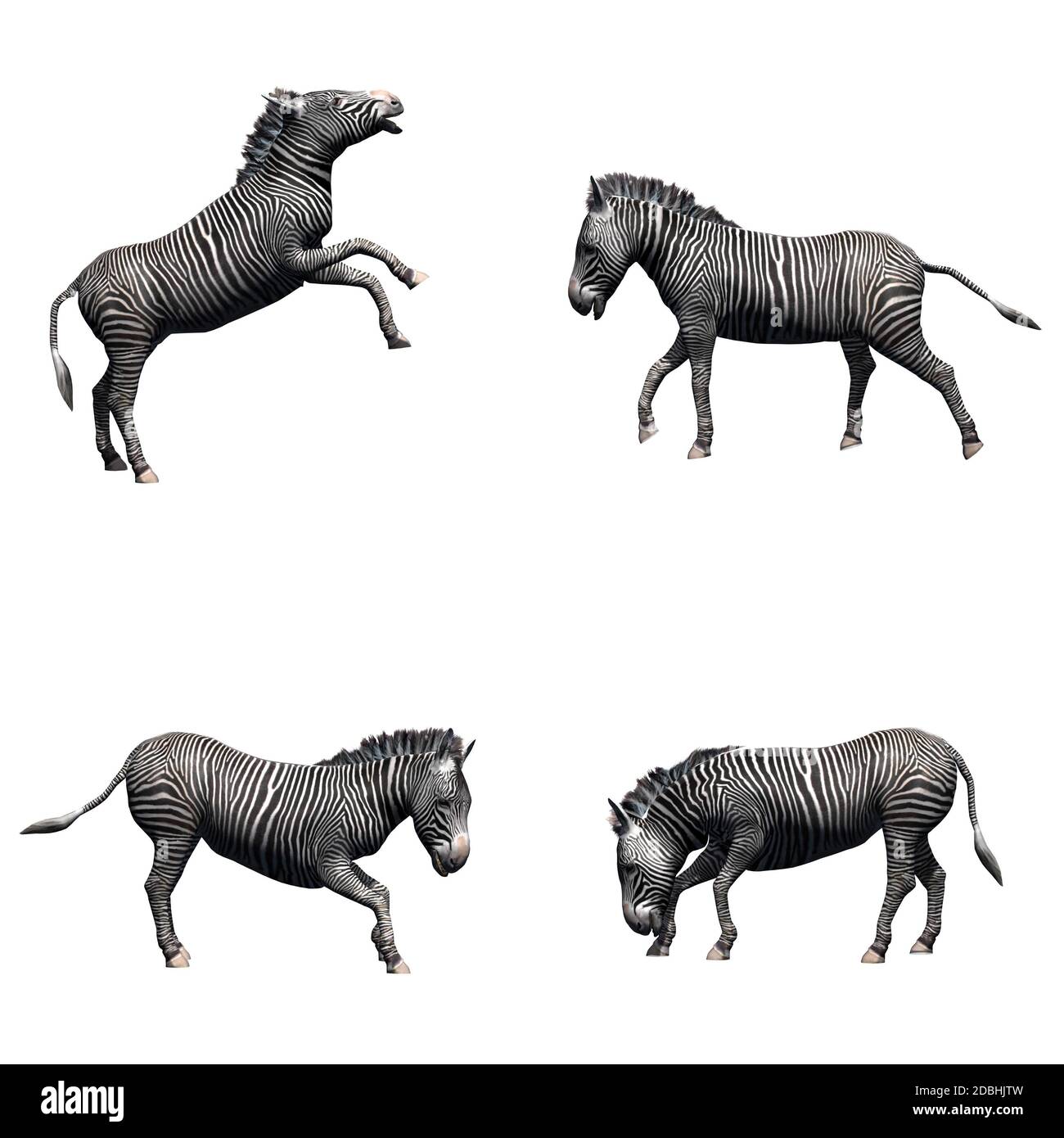 Set of zebra - isolated on white background Stock Photo - Alamy