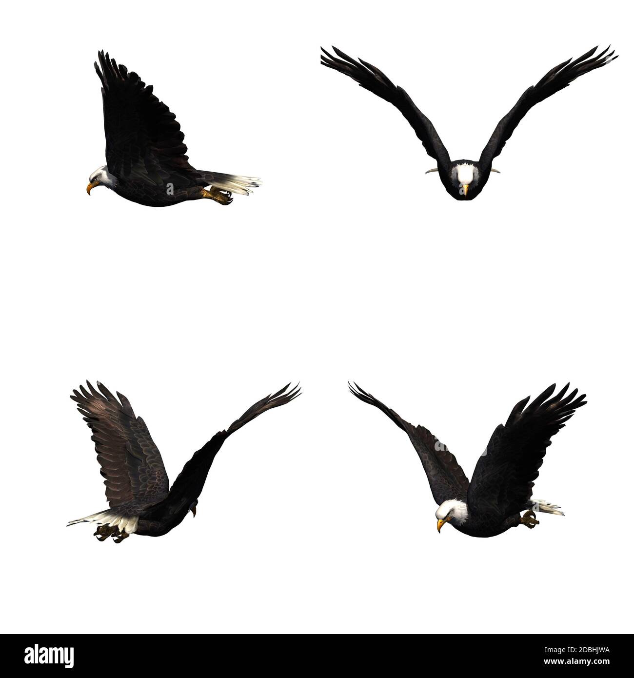 Set of eagle - isolated on white background Stock Photo