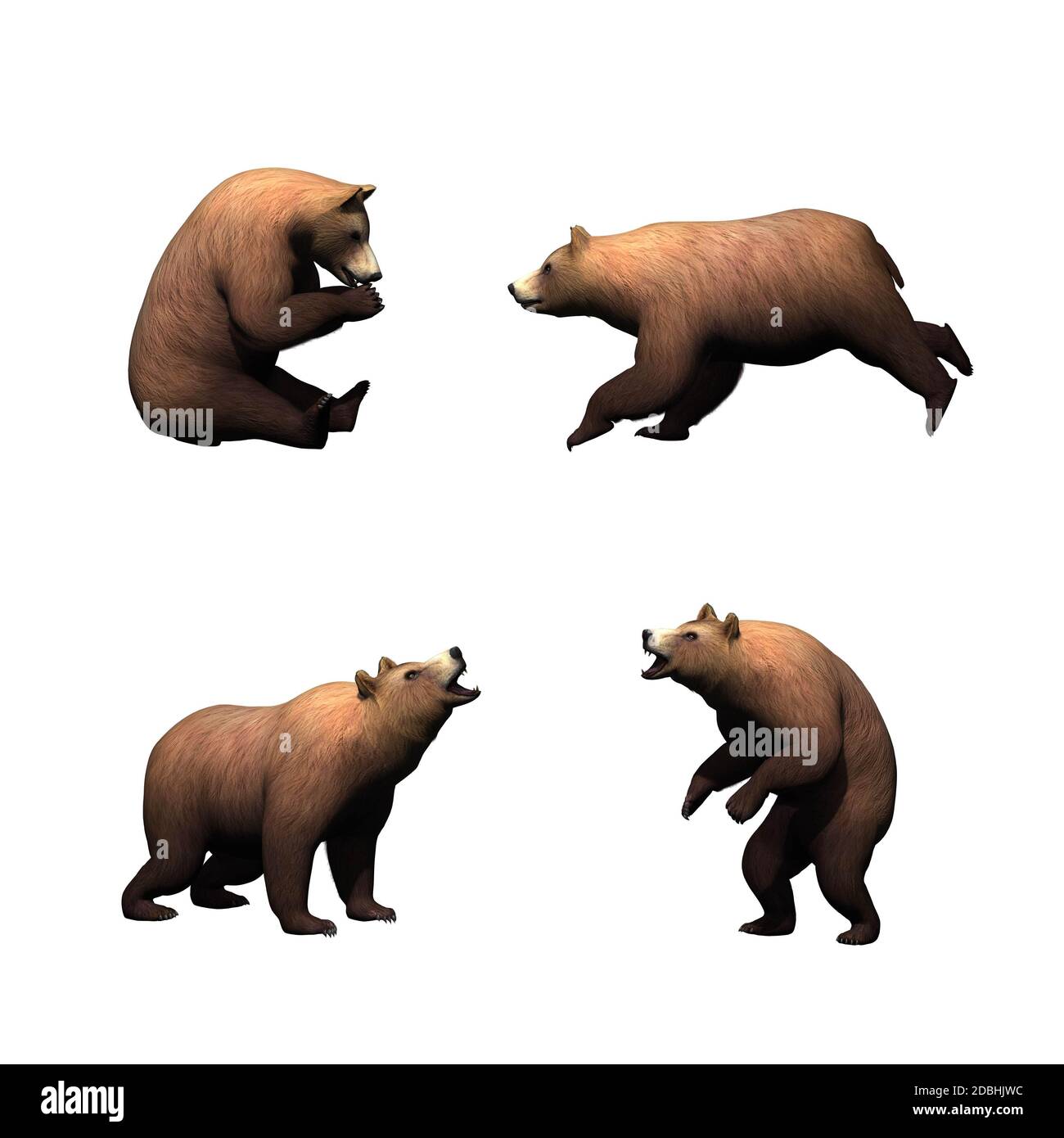 Set of brown bear - isolated on white background Stock Photo - Alamy
