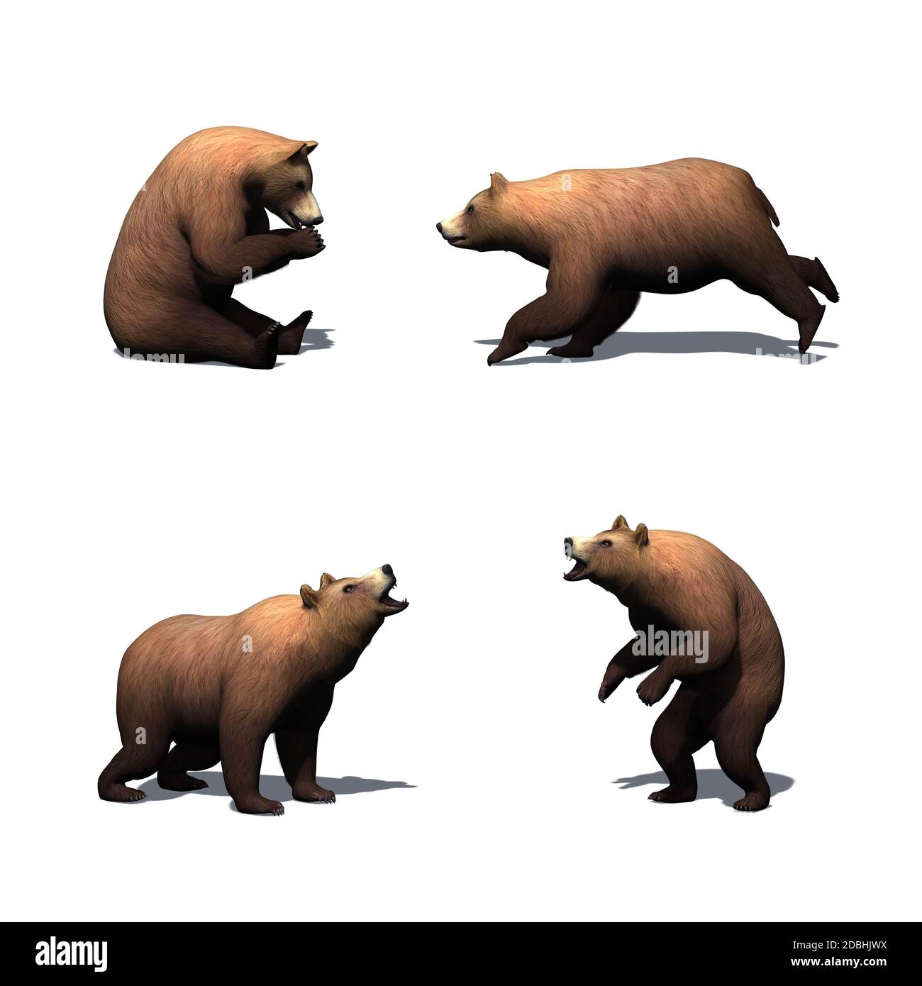 Set of brown bear - isolated on white background Stock Photo - Alamy