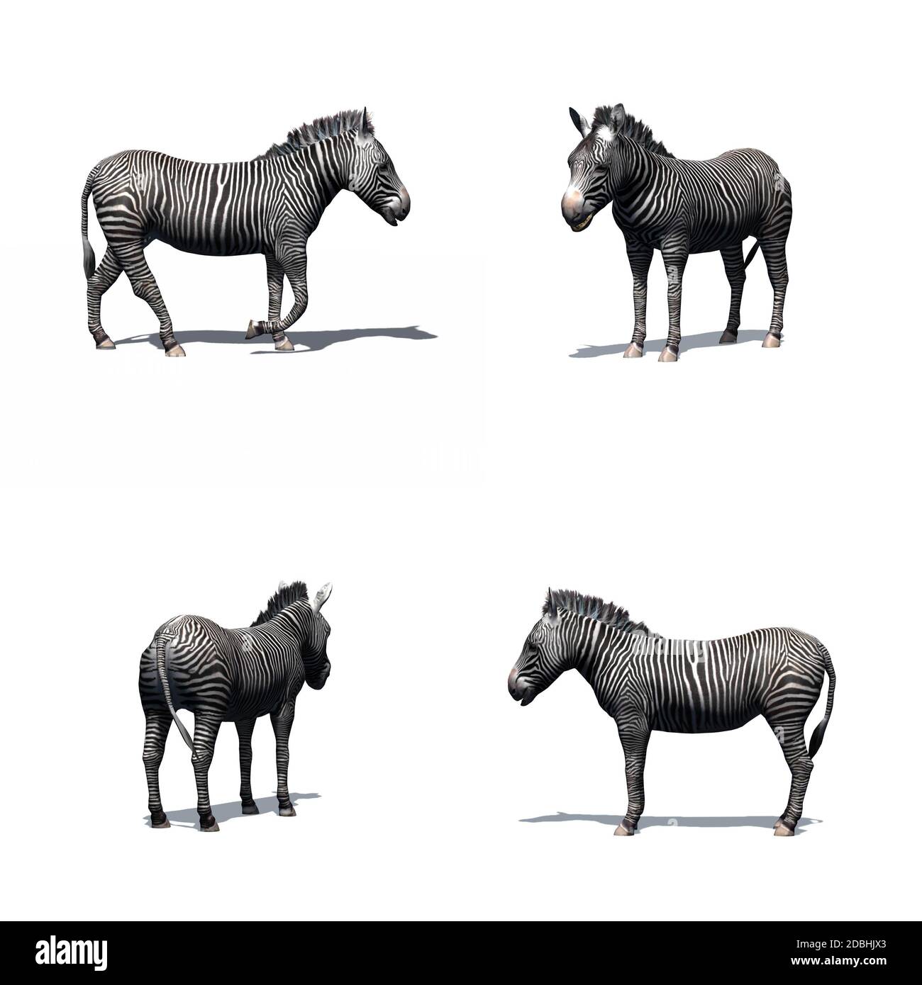 Set of zebra - isolated on white background Stock Photo - Alamy