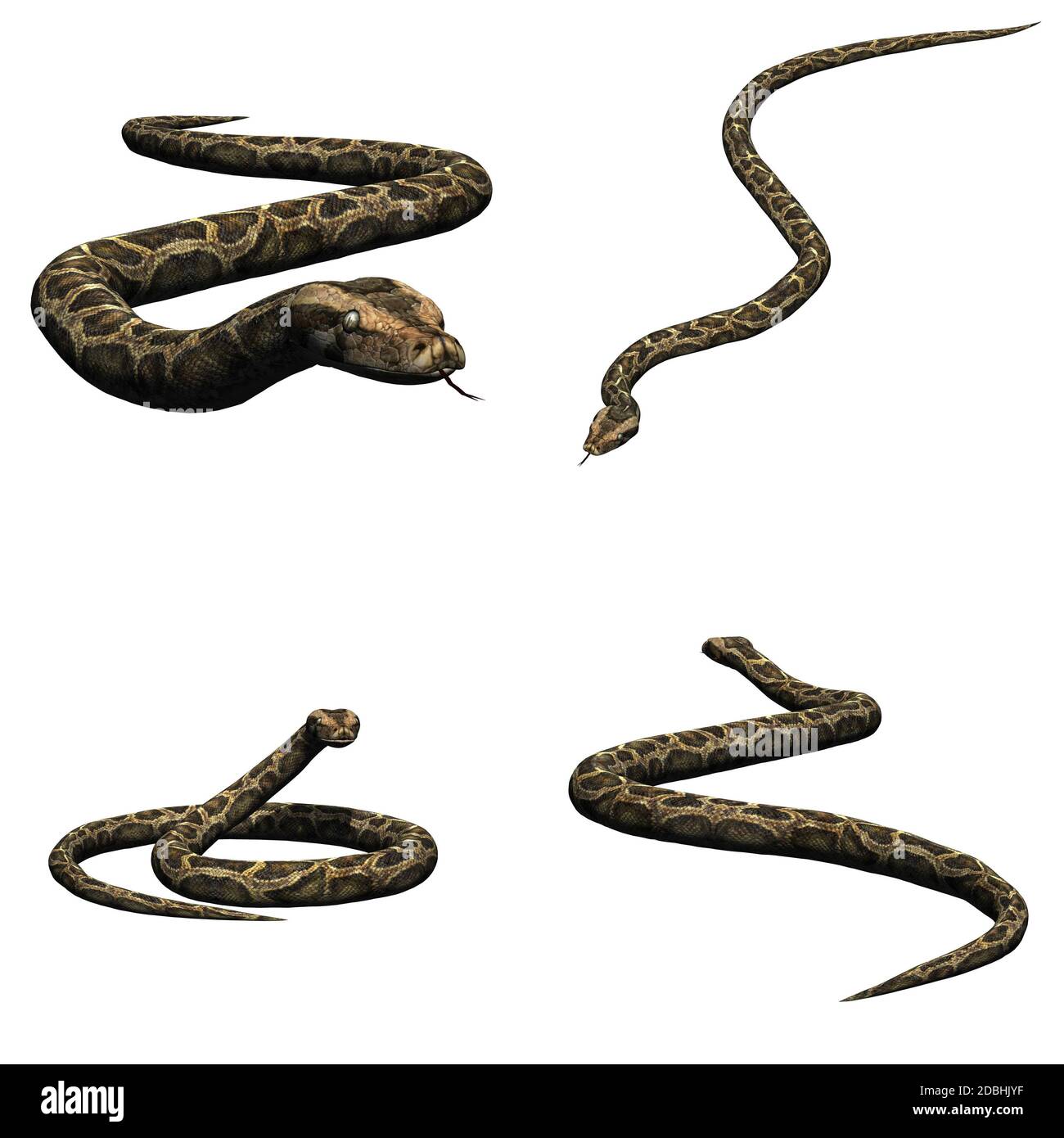 Set of python snake - isolated on white background Stock Photo - Alamy
