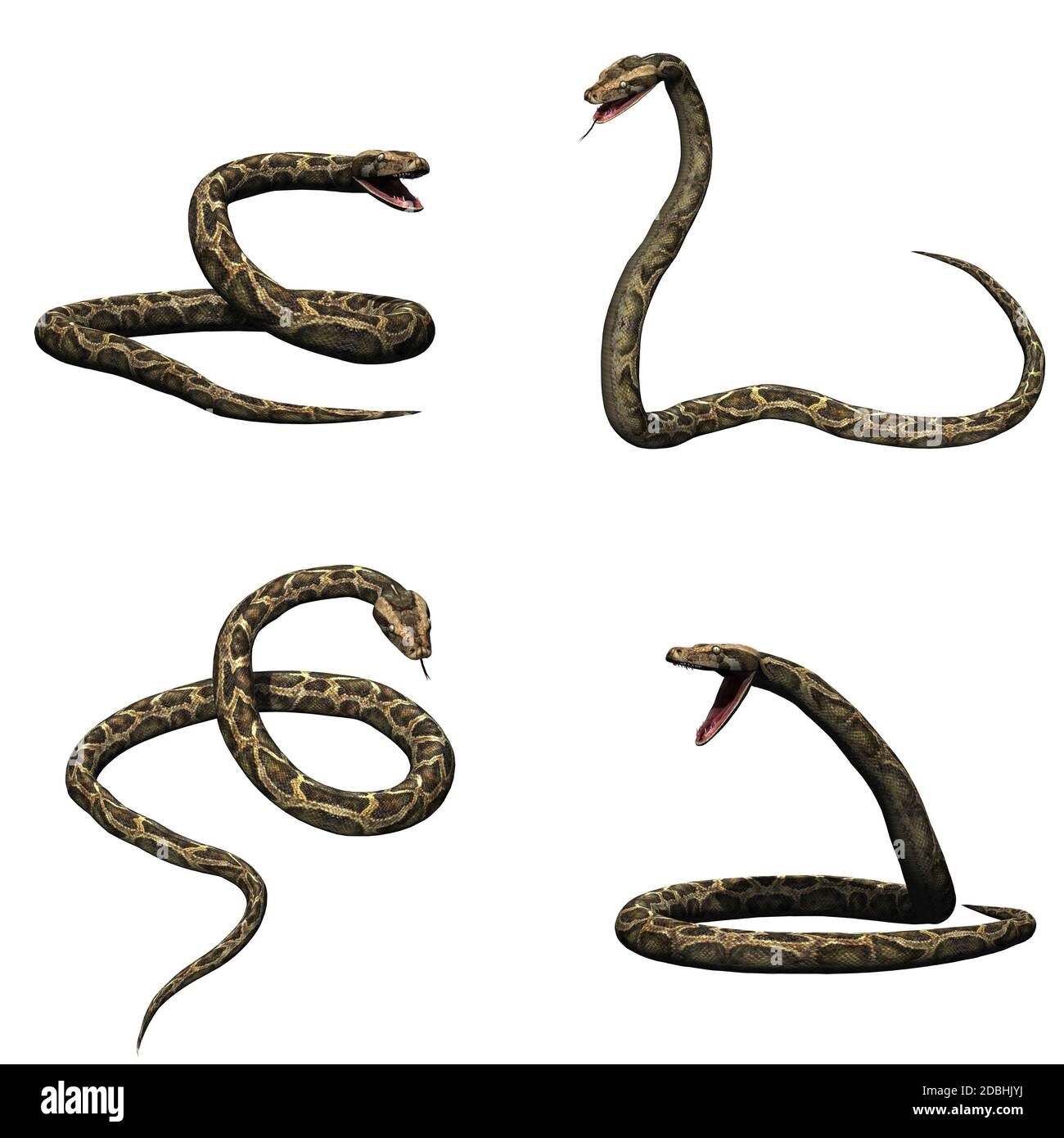 Set of python snake - isolated on white background Stock Photo - Alamy