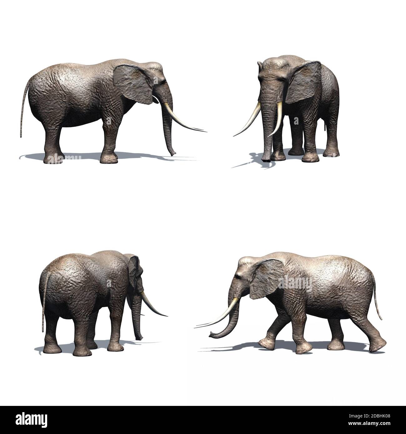 Set of elephant - isolated on white background Stock Photo - Alamy