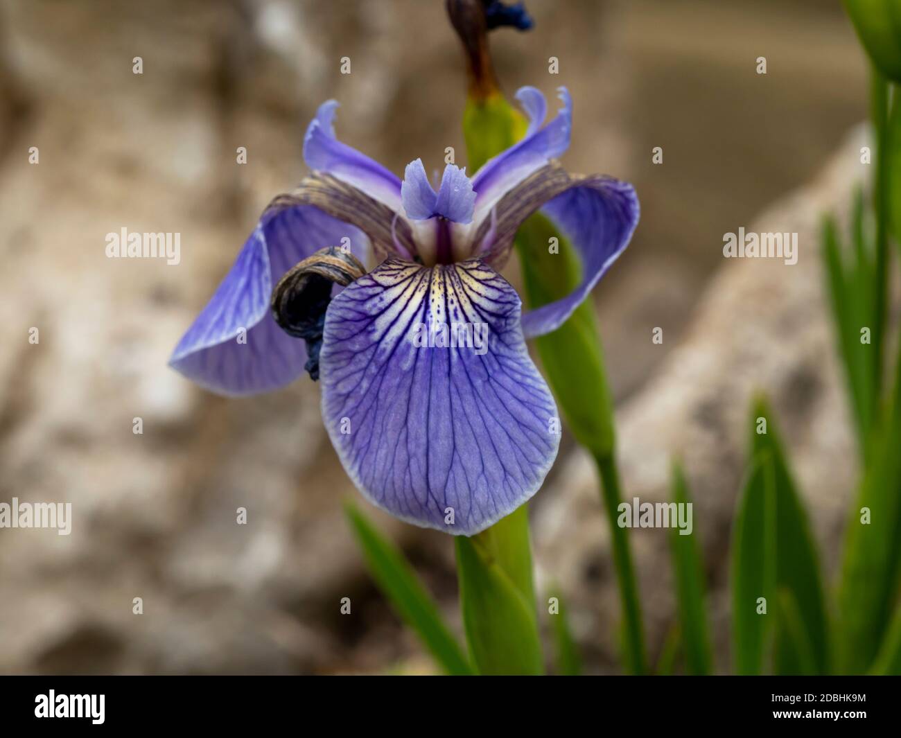 Closeup of a pretty mauve flower of Iris setosa in a garden Stock Photo