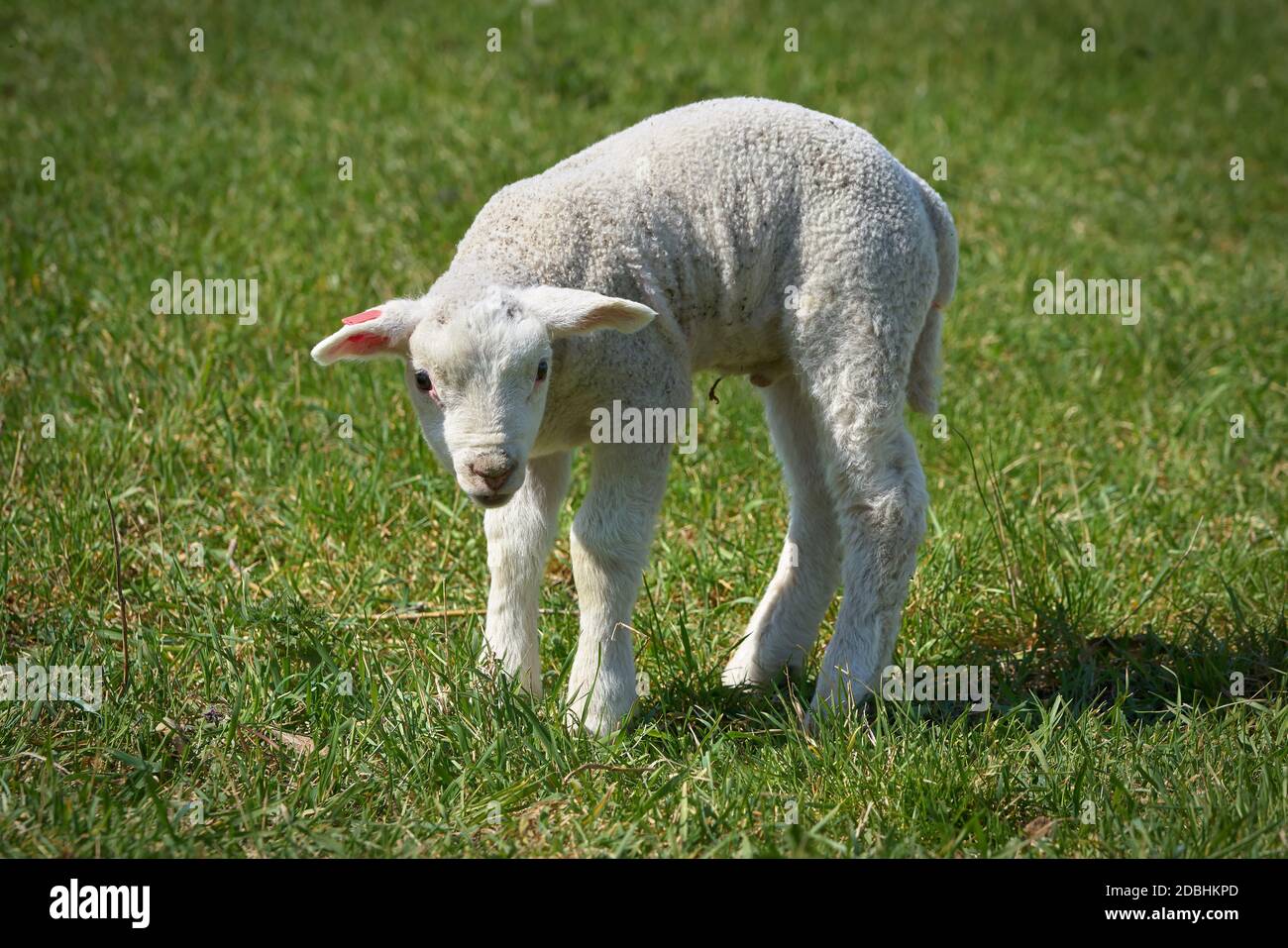 newborn young lamb on a meadow in spring Stock Photo