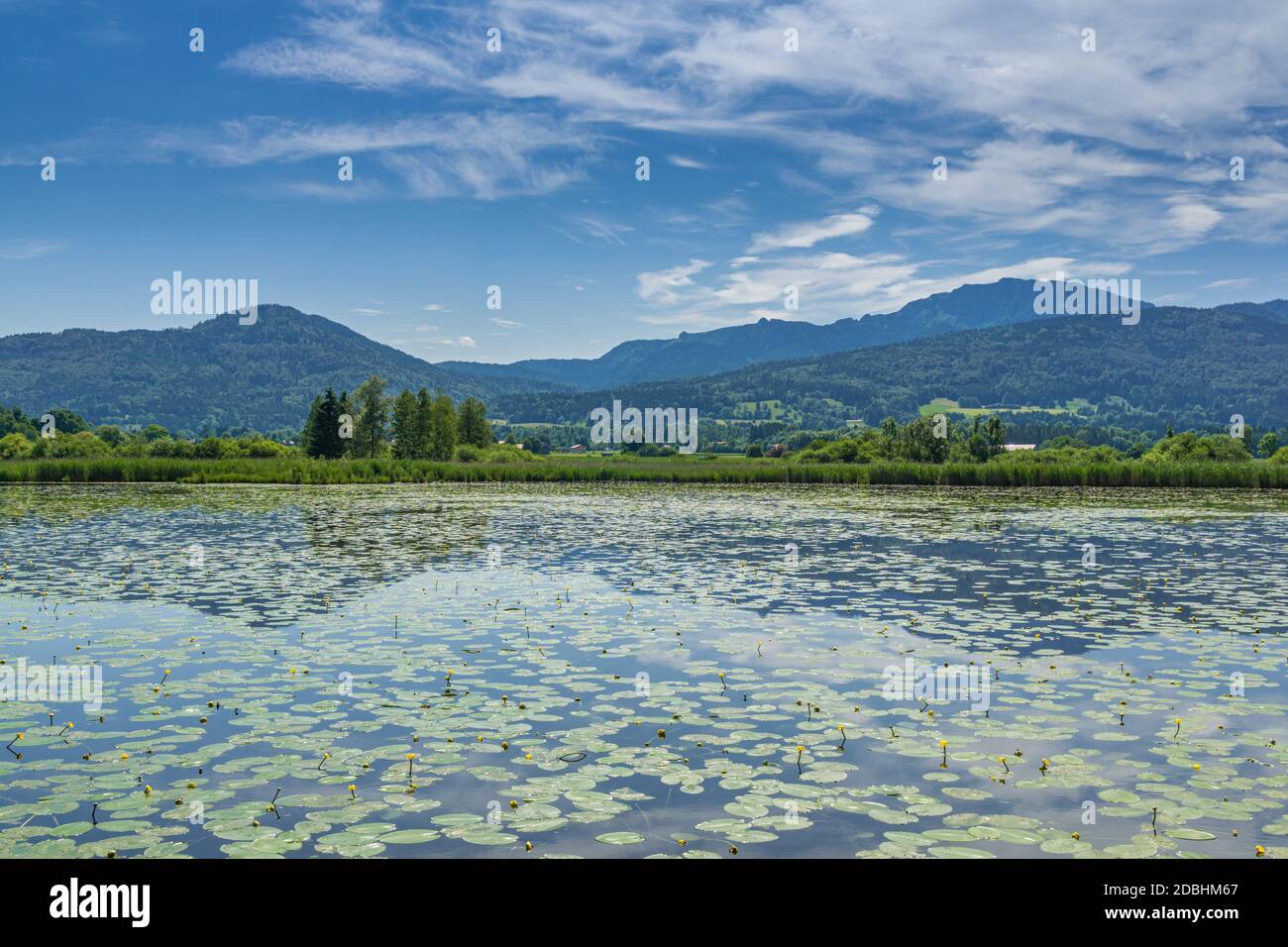 Yellow pond rose Stock Photo - Alamy