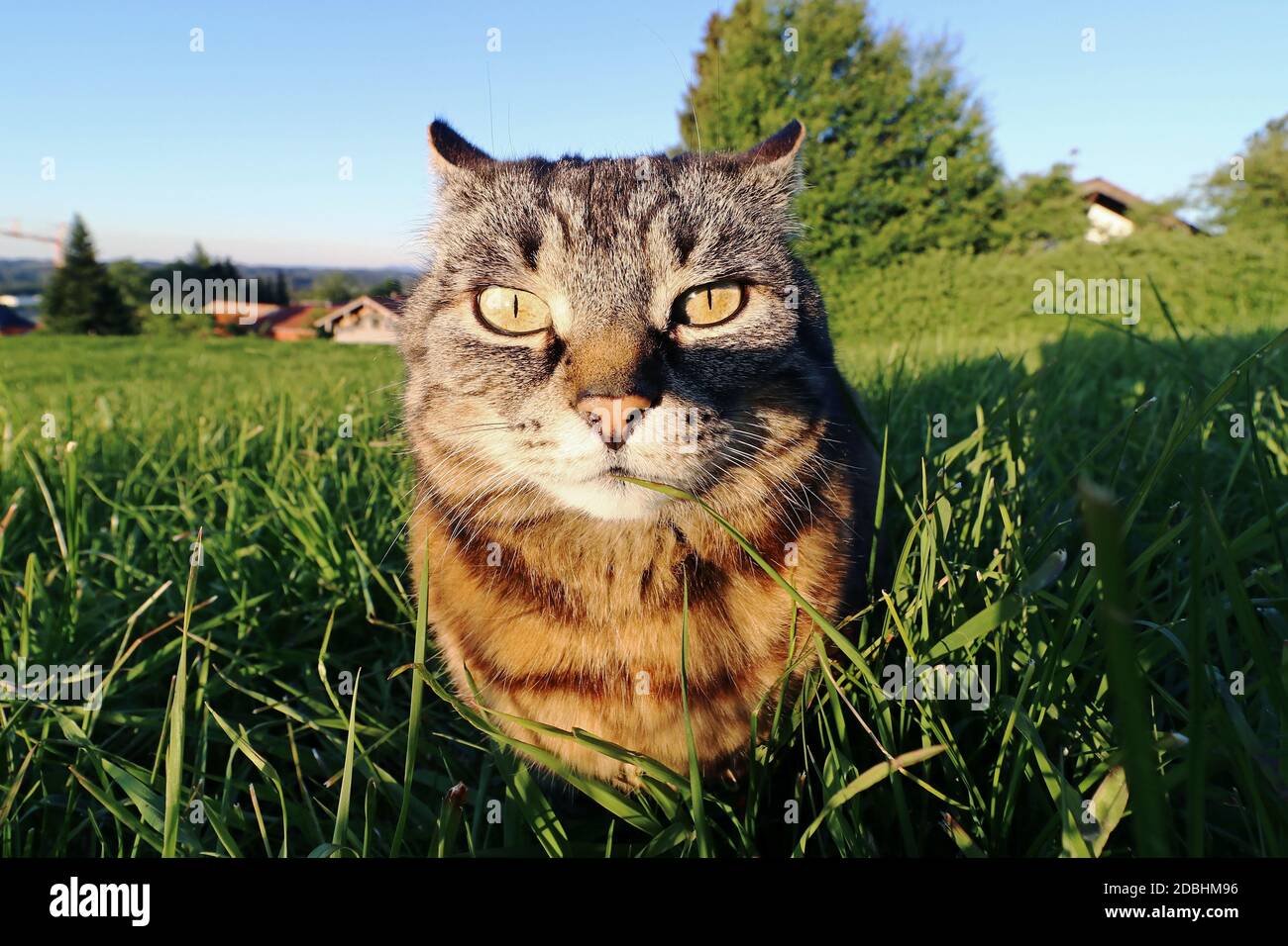 Funny look hi-res stock photography and images - Alamy