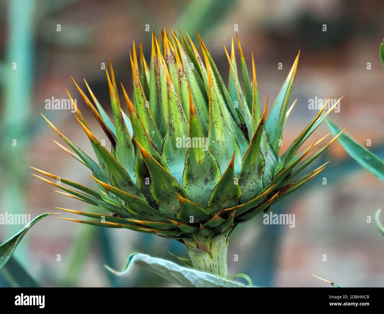 Closeup of a green bud with orange spines of the cardoon or artichoke thistle, Cynara cardunculus Stock Photo