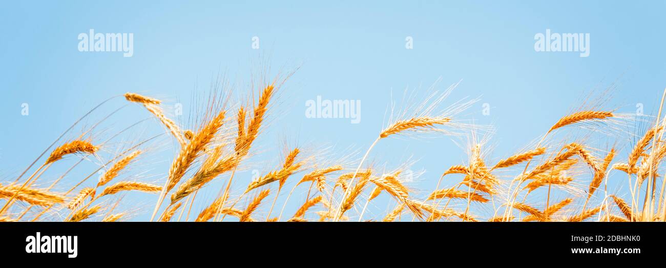Ears of golden wheat on sunny blue sky close up background Stock Photo