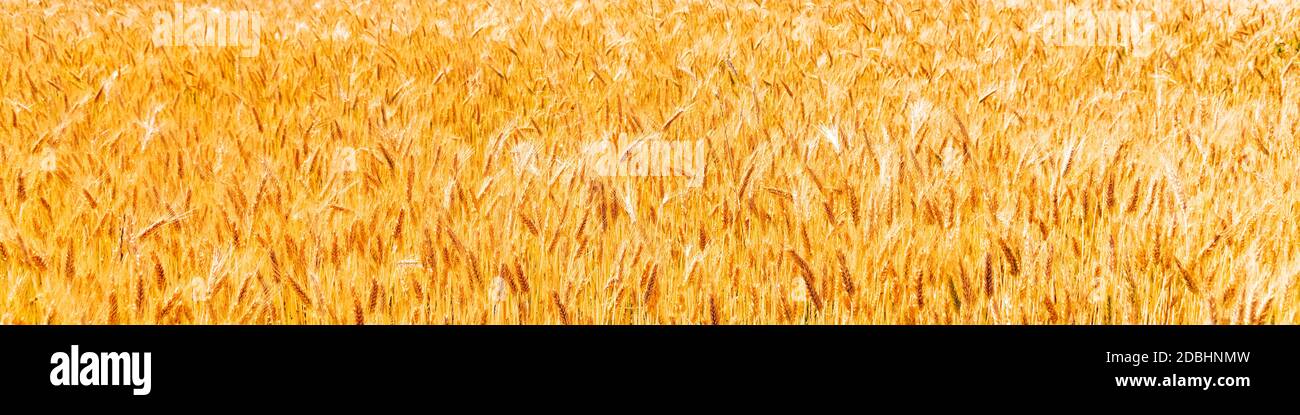 Sunny golden wheat field, ears of wheat close up background Stock Photo ...