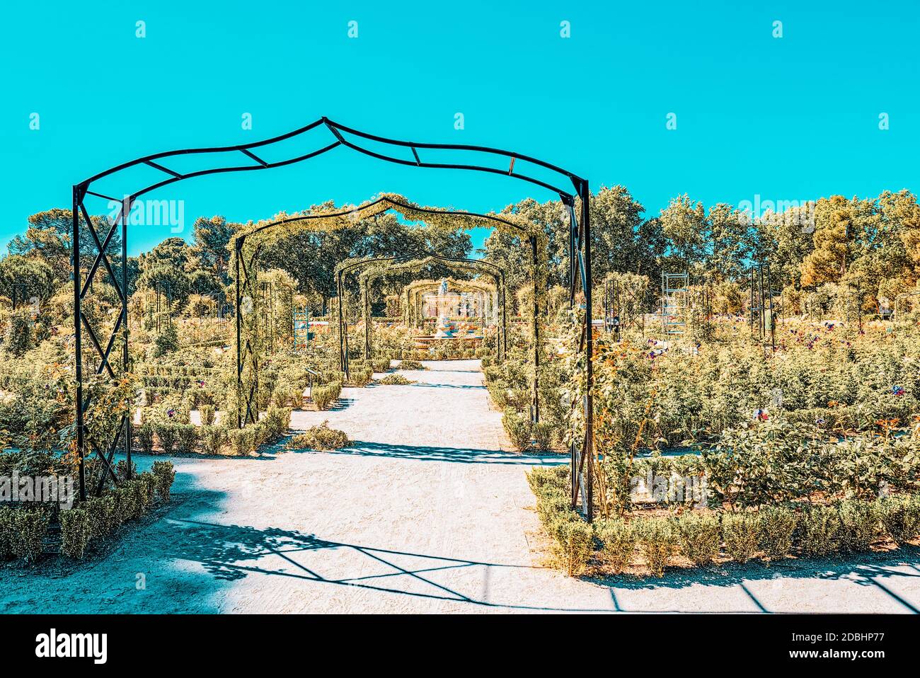 Walking through Buen Retiro Park. Rose Park (Parque De Las Rosas) in